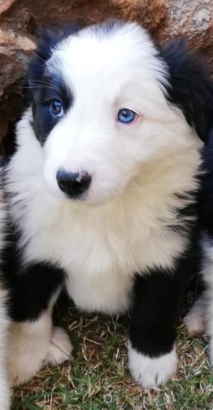 Purebred Border Collie