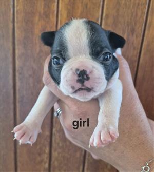 Boston terrier puppies 