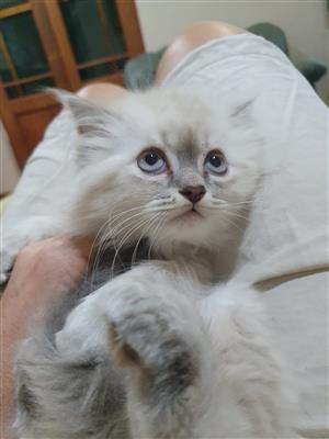 White Persian kitten