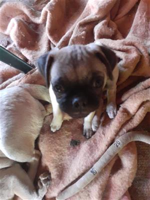 Pug male, born 12 September, dewormed and first injections 