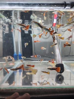 Endler male guppys, Balloon mollies and Moon tail mollies 