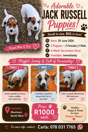 Jack Russel Puppies ready for new homes!