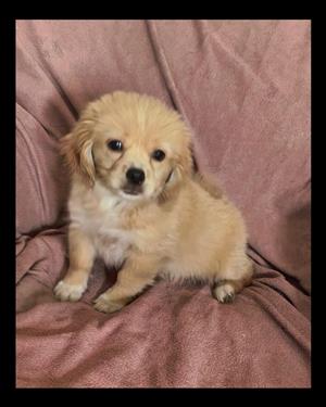 Morkie puppies
