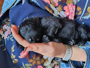 Bouvier puppies