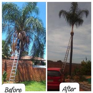 Palm pruning special