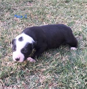 American Pitbull puppies available 