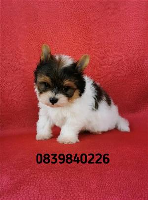 white ocean pearl yorkie
