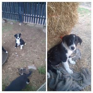 Border Collie puppies