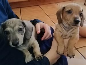 twee opregte worshondjie seuntjies soek hulle nuwe huise, 8 weke oud