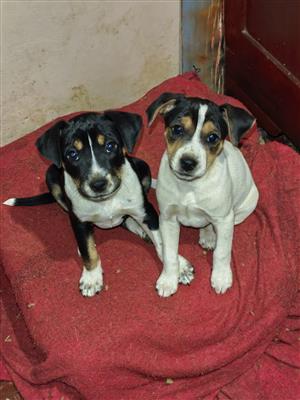 Fox Terrier puppies 
