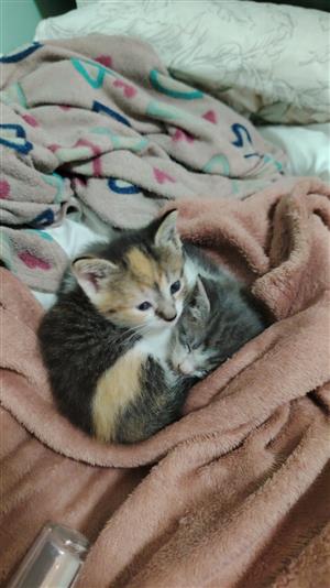 Kittens