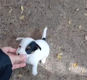 Cute little chihuahua  puppy