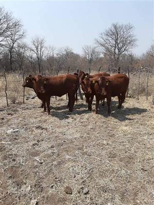 Bonsmara Bulls and Heifers Stock 