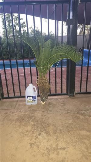 Cycad Revoluta