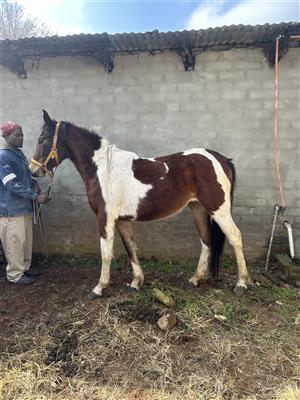 Horse for sale 