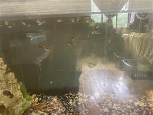 Guppies for sale, R20 each. R15 if u buy more than 20