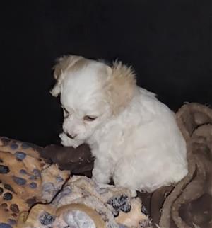 Female Maltese Poodle puppies 