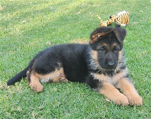 Registered German Shepherd Puppy
