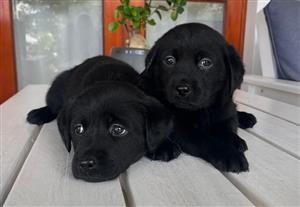 Purebred Black Labrador puppies 