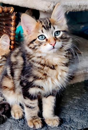 MAINE COON KITTEN AVAILABLE 