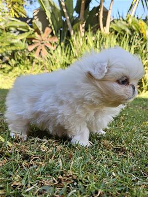 Pekingese puppy