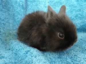 angora rabbit dwarf