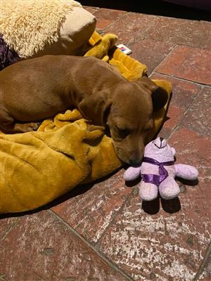 Dachshunds puppies for sale