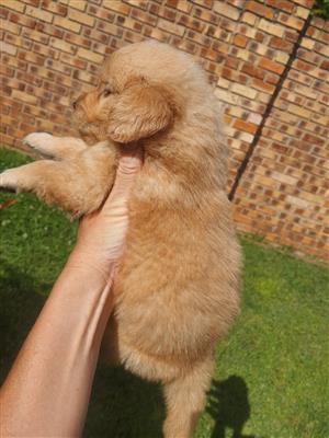 Golden Retriever puppies 