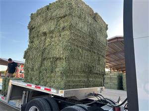 Quality Lucerne Forage for Sale