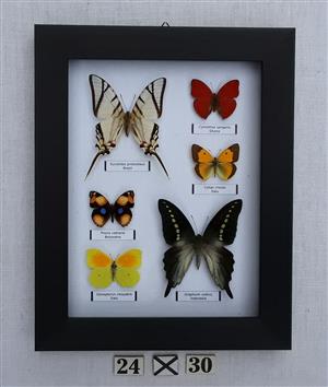 Real framed butterflies 