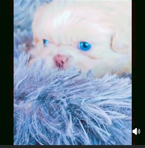 Pekingese puppies