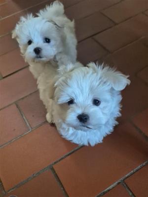 Miniature  maltese puppies