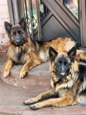 German Shepherd Puppies 