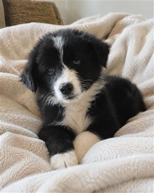 Border Collie puppies 