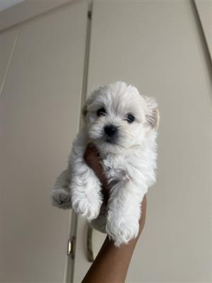 maltese poodle puppies 