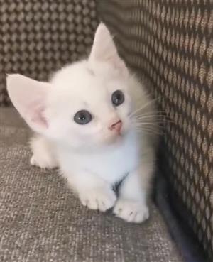Kittens khao manee 