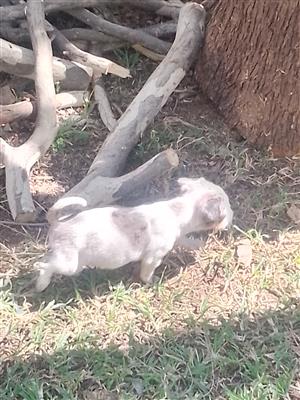 A unique breed of Jack Russell, priced to go. A blue eyed boy and a girl 