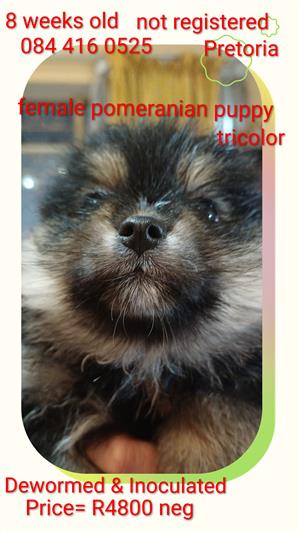 Tricolor pomeranian female puppy available 