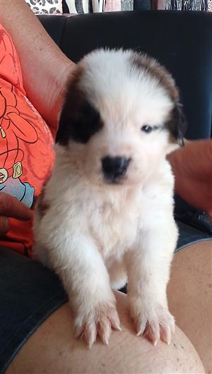 Purebred St Bernard puppies 