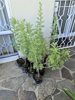 Healthy Tall Wilde Als Plants 800mm-1m+ high 