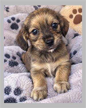 Morkie pups