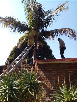 A.S Tree Felling services
