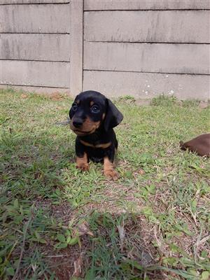 Miniature Male Dachshund puppy for sale