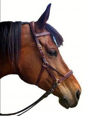Sidepull Bridles