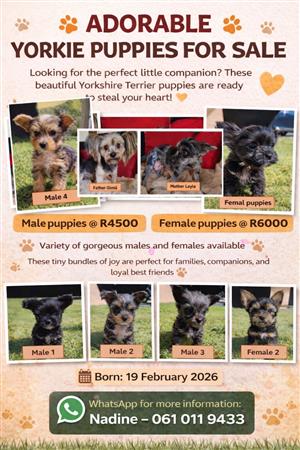Yorkie puppies for sale