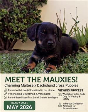 Mauxie (Maltese & Duchshund) puppies for sale