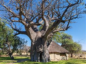 MAGICAL LUXURY HUNTING LODGE IN MOPANE BACKVELD