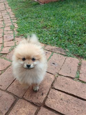 Male toypom puppy looking for his forever home