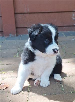 Purebred Border Collie Puppies