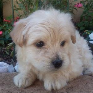 Maltese Puppies In Dogs And Puppies In Pretoria Junk Mail